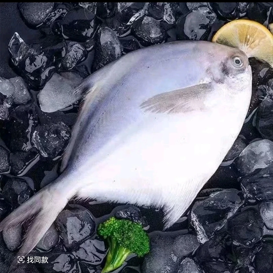 冰鲜 小白鲳鱼一斤 干煎、干炸、红烧