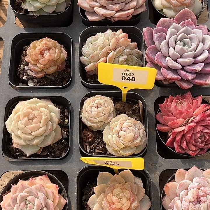 0102048珍妮3棵 元旦福利