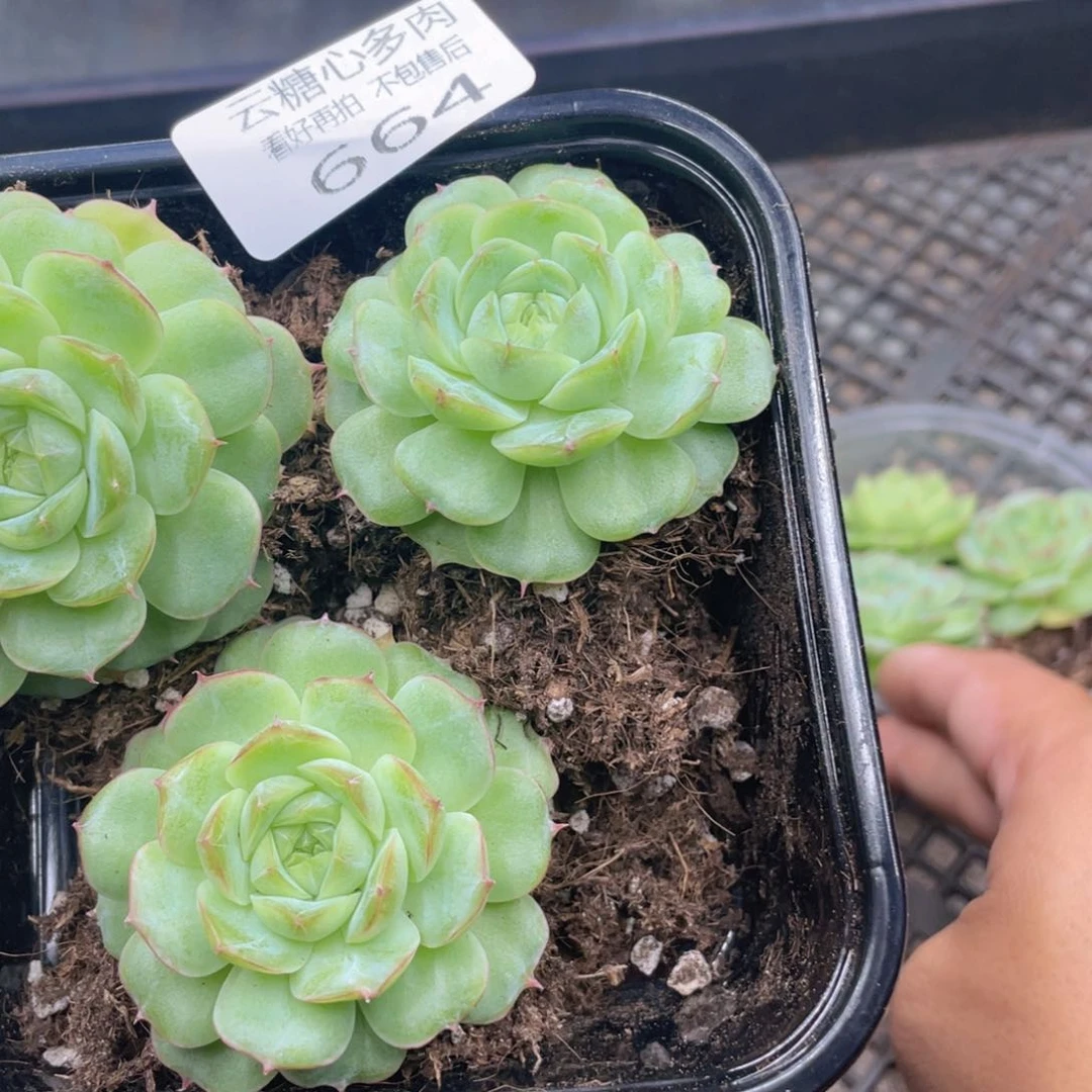 云糖心多肉植物664