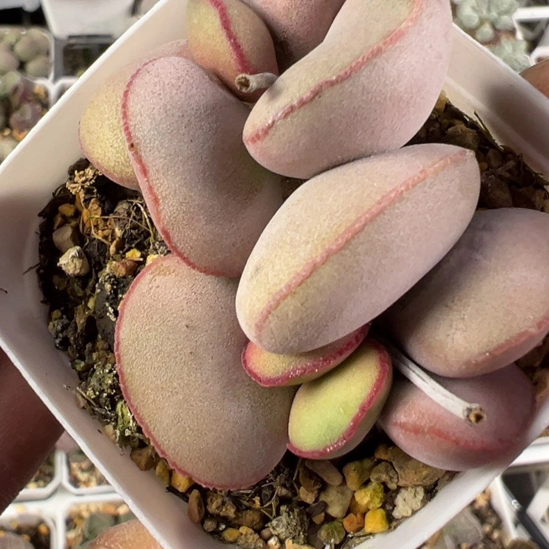 白肌红蛋水泡多肉植物水泡