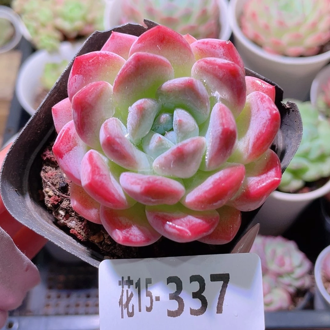 花利美15-337新品