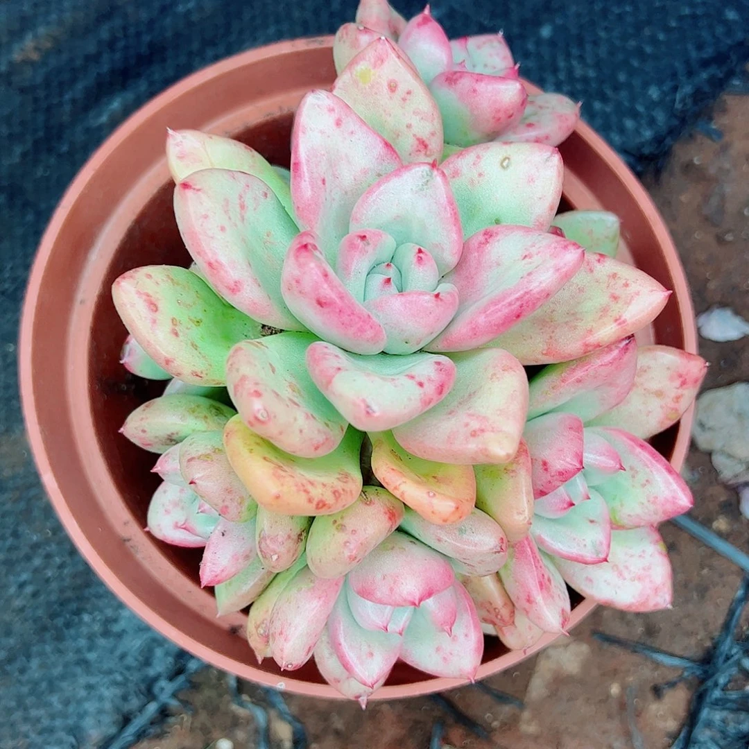 奶油鳄棃，一物一拍