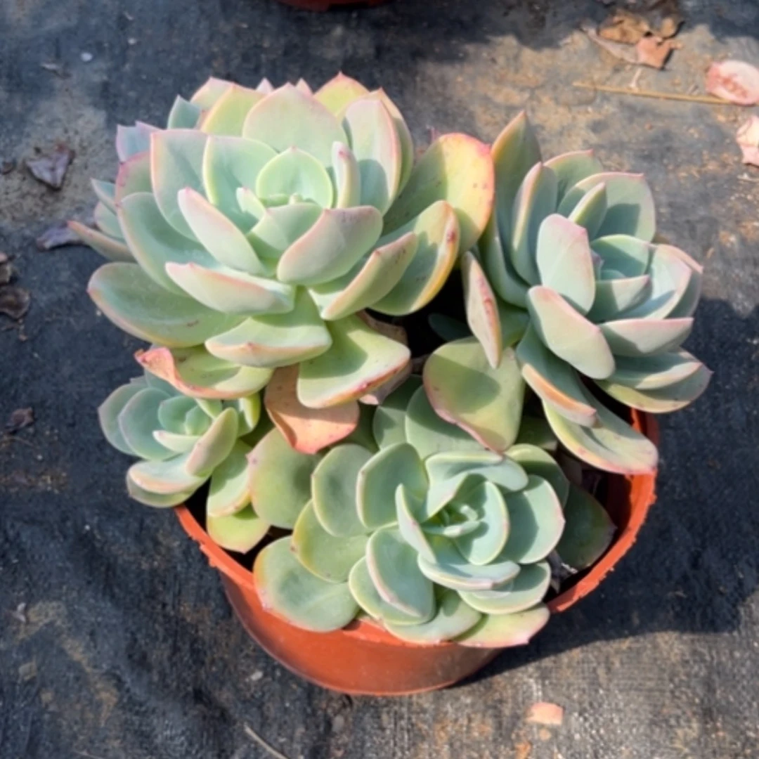 【闪购商品】西*柚白凤