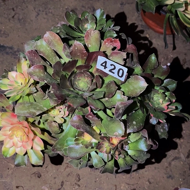 420香妃七彩多肉植物处理不售后
