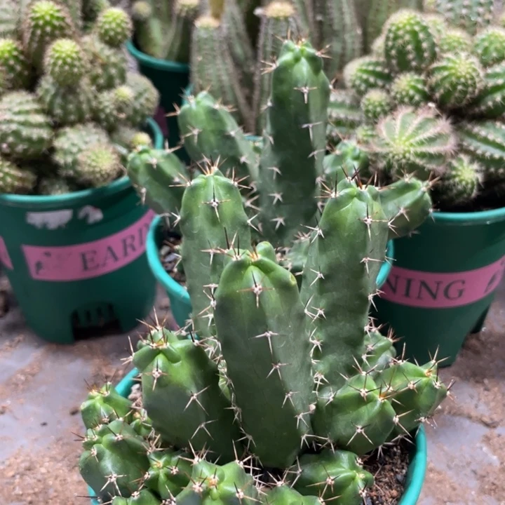 群生新品红花美花角一杯