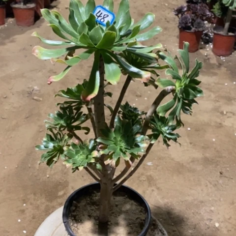 原始绿高一物一拍