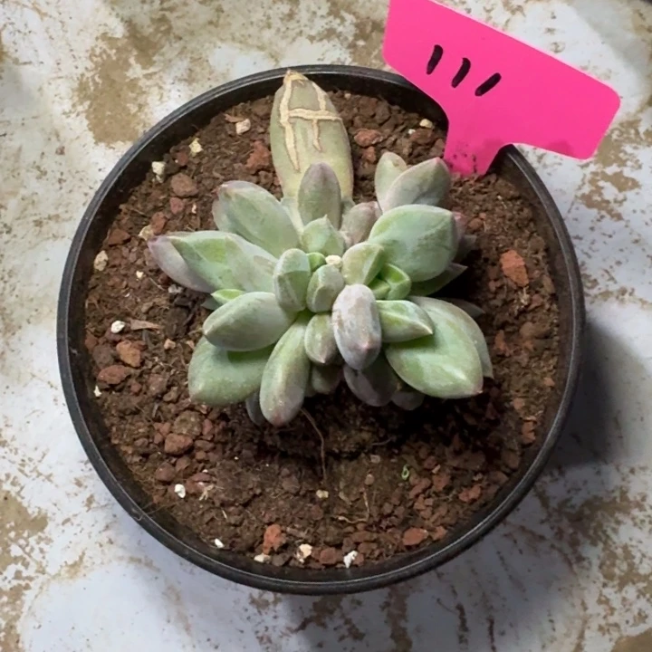 111重楼新号福利价