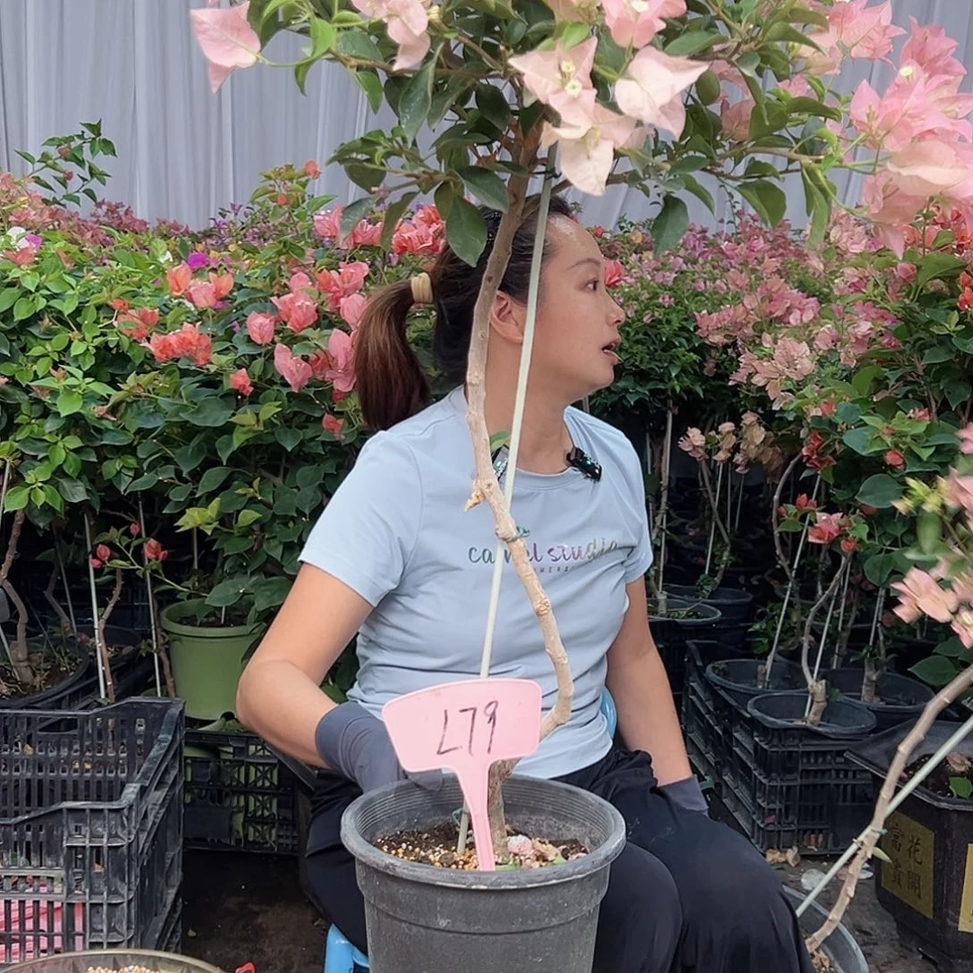 李***娄当前无花栽培后可以开花L79卡亚塔