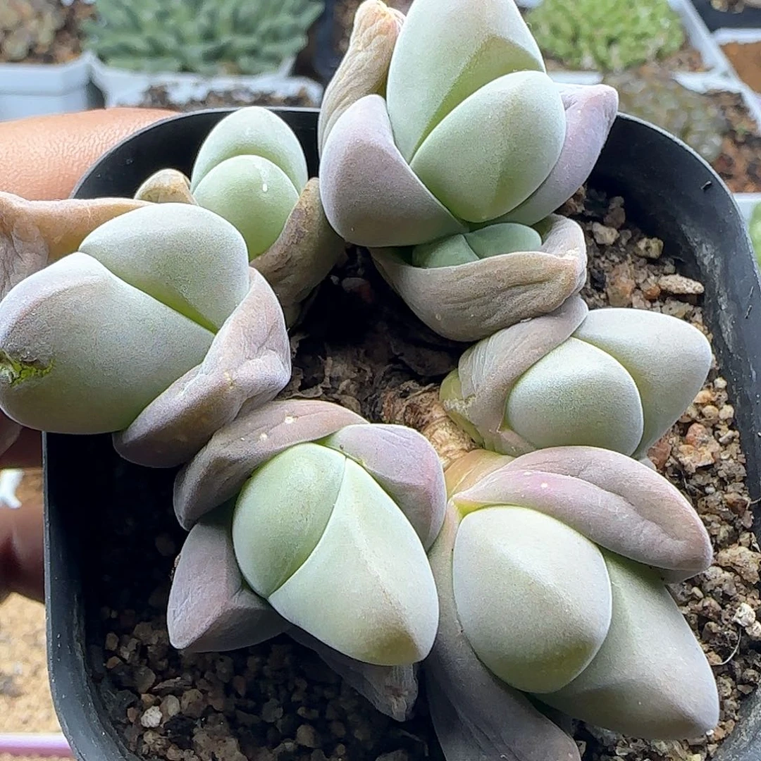 脱土哈哈哈哈哈26816