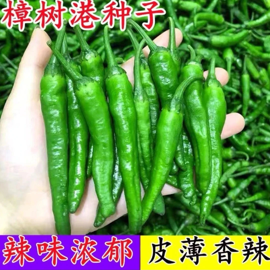 【樟树港辣椒种子】家庭阳台小院四季种植盆栽地栽易种易活