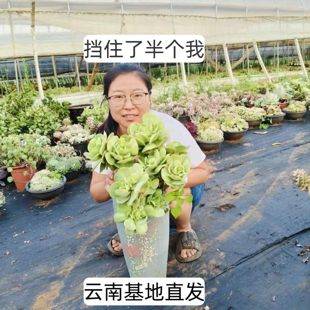 太好看多肉鸡蛋碧桃大群生整装无砍植物包子状老桩飘枝大粗杆子