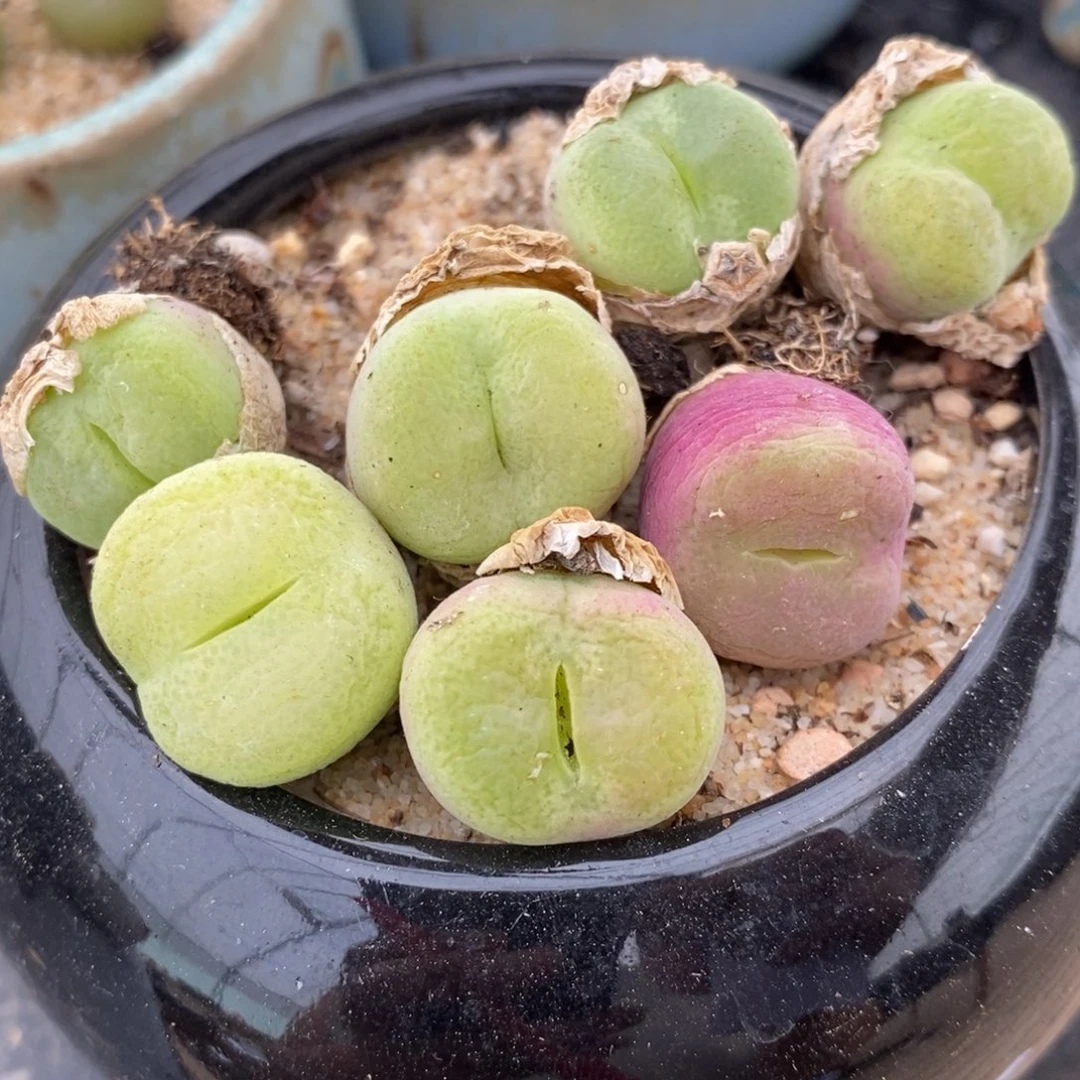 977母本翠光一颗。