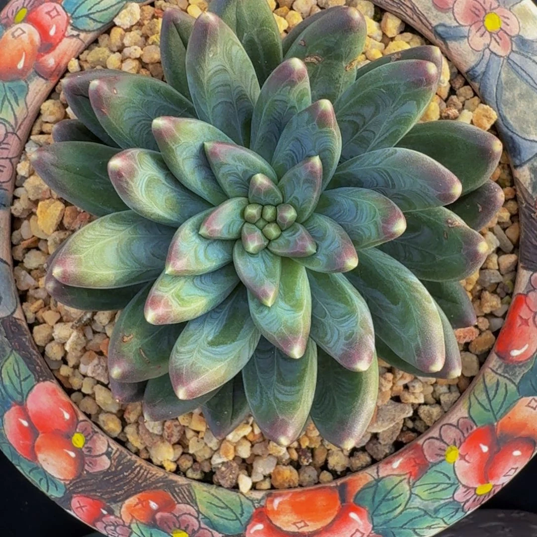 雪戴利 优选  一物一拍