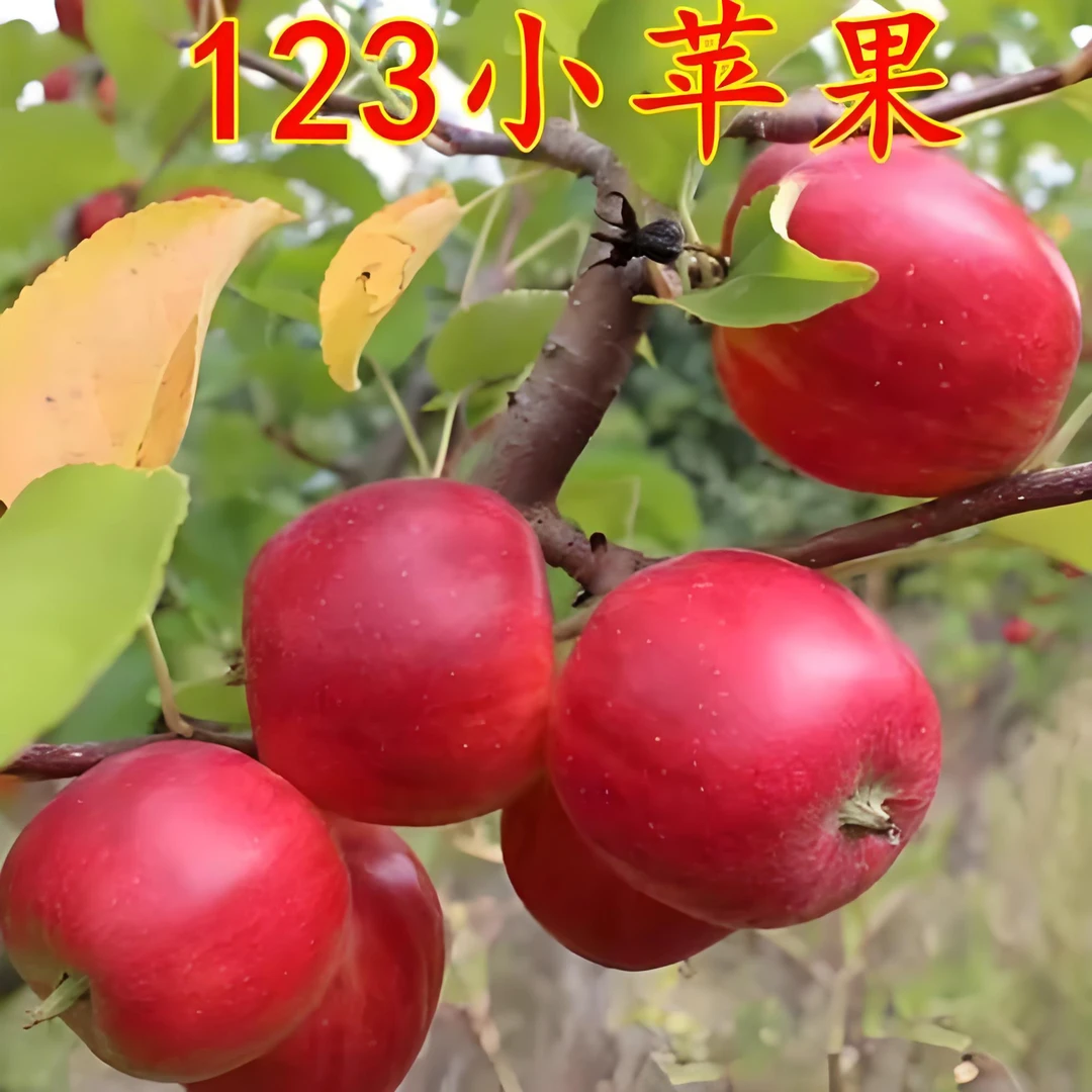 东北123小苹果酸甜可口脆甜多汁自然成熟东北特产大山里123小苹果