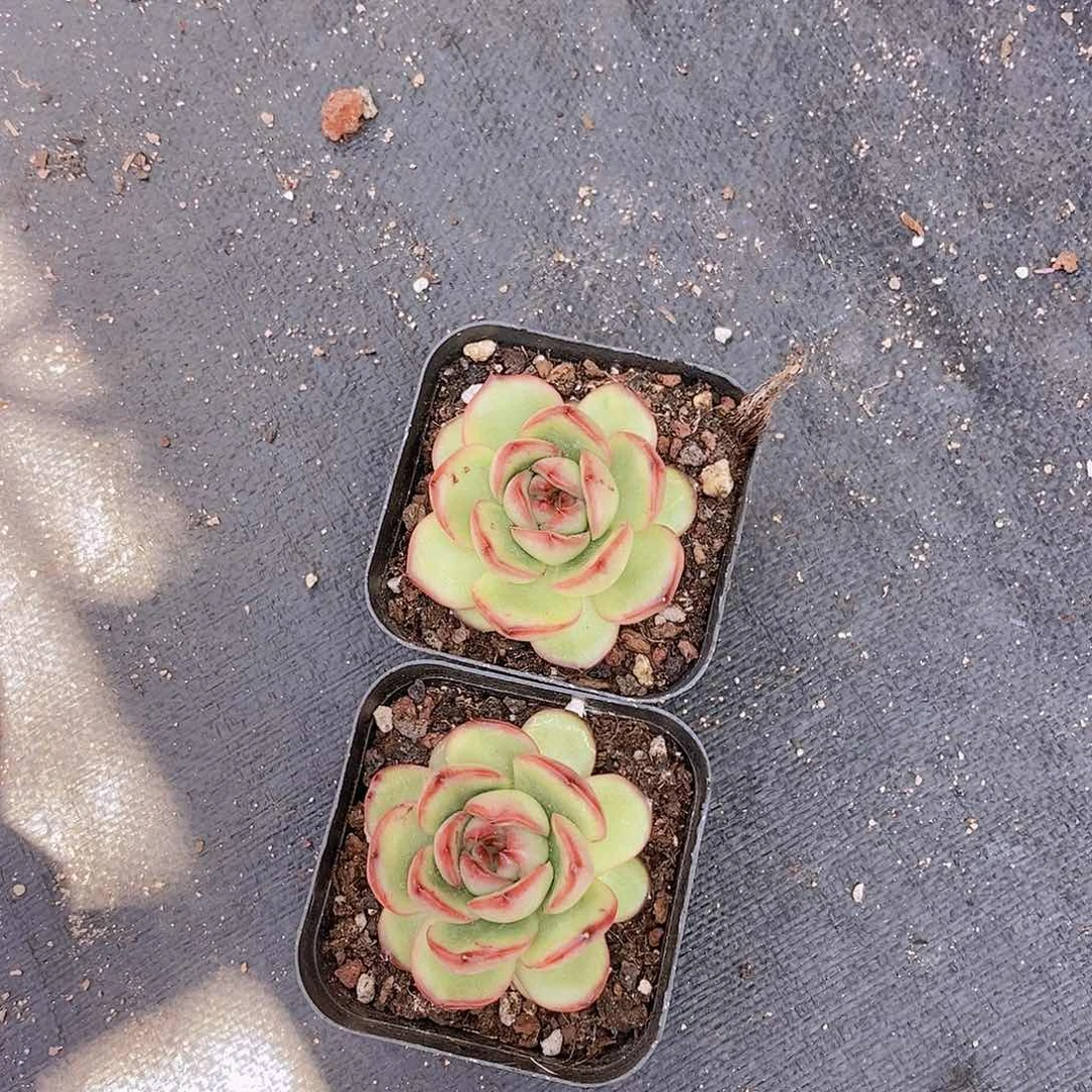 0616 万宝龙单头福利一颗量拍