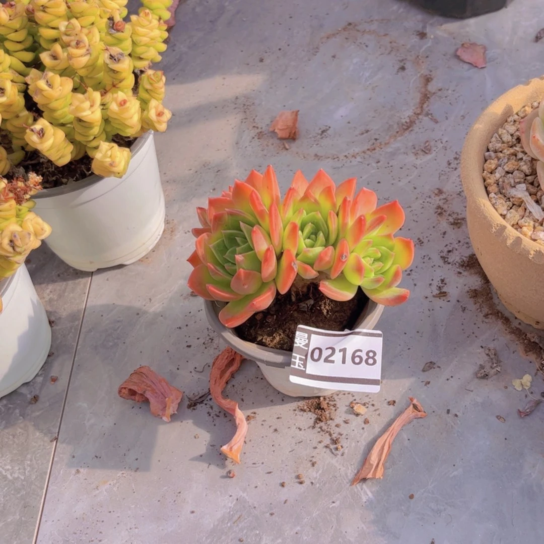 翠鸟多肉植物02168