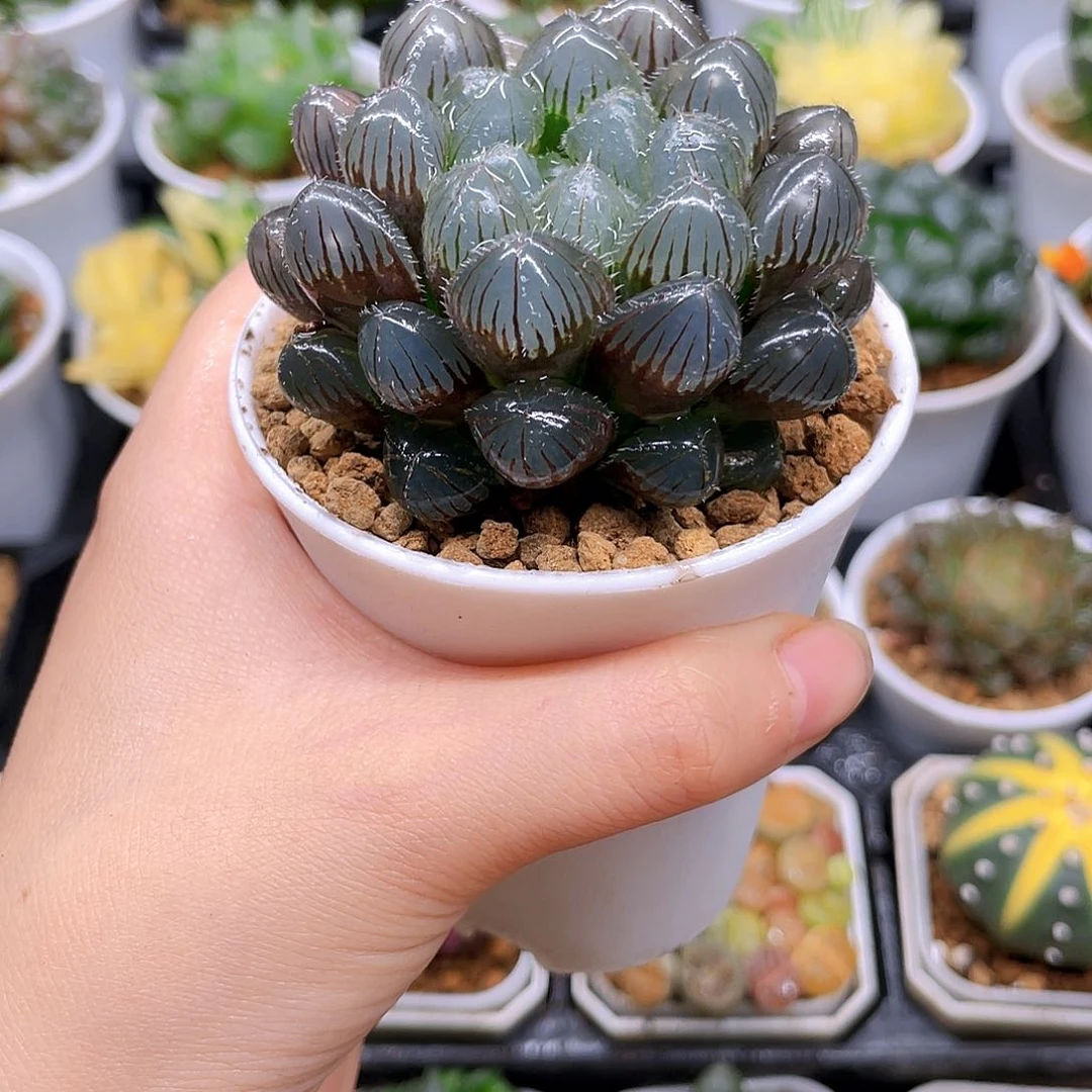 紫镜玉露，原盆原土