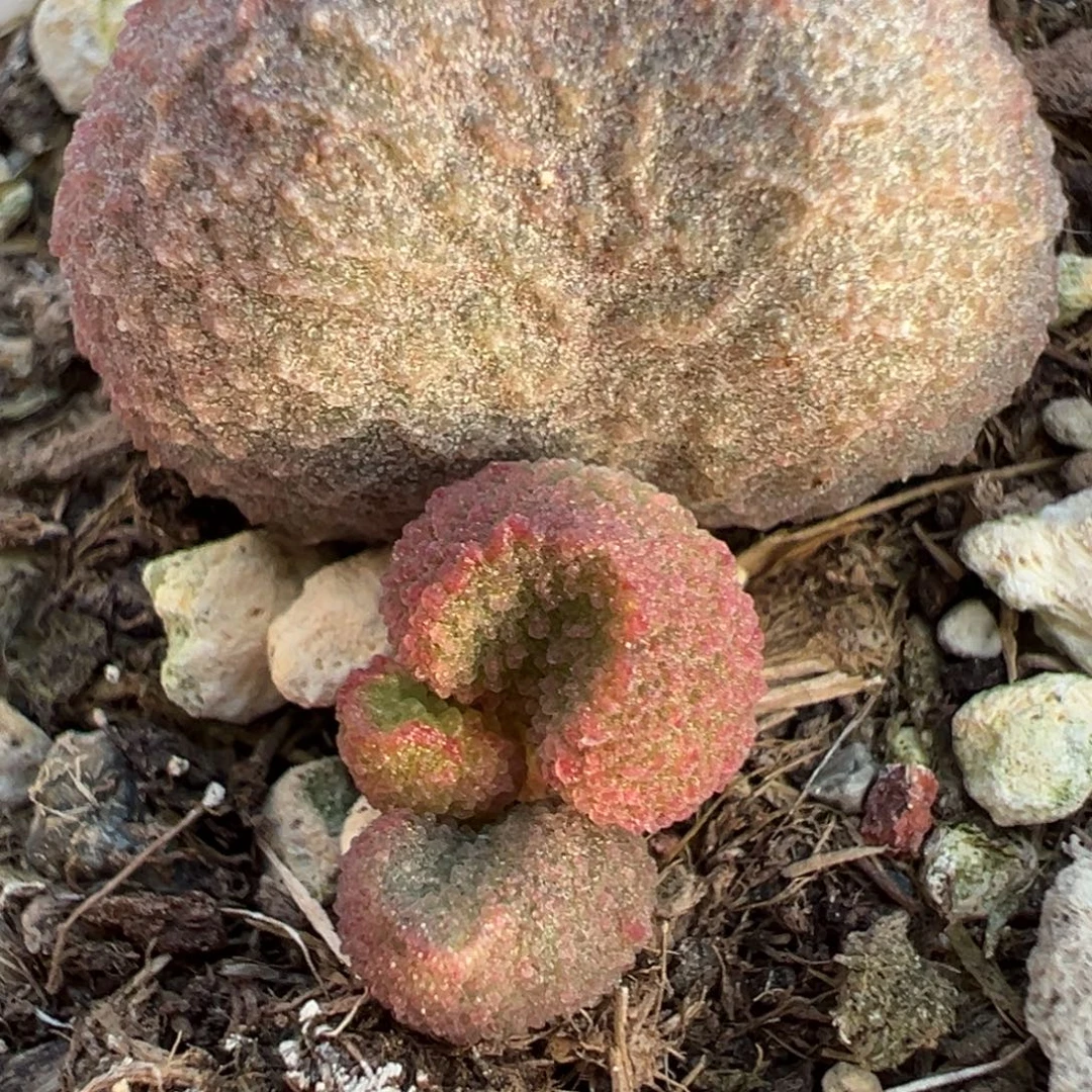 水蜜桃水泡多肉植物水泡