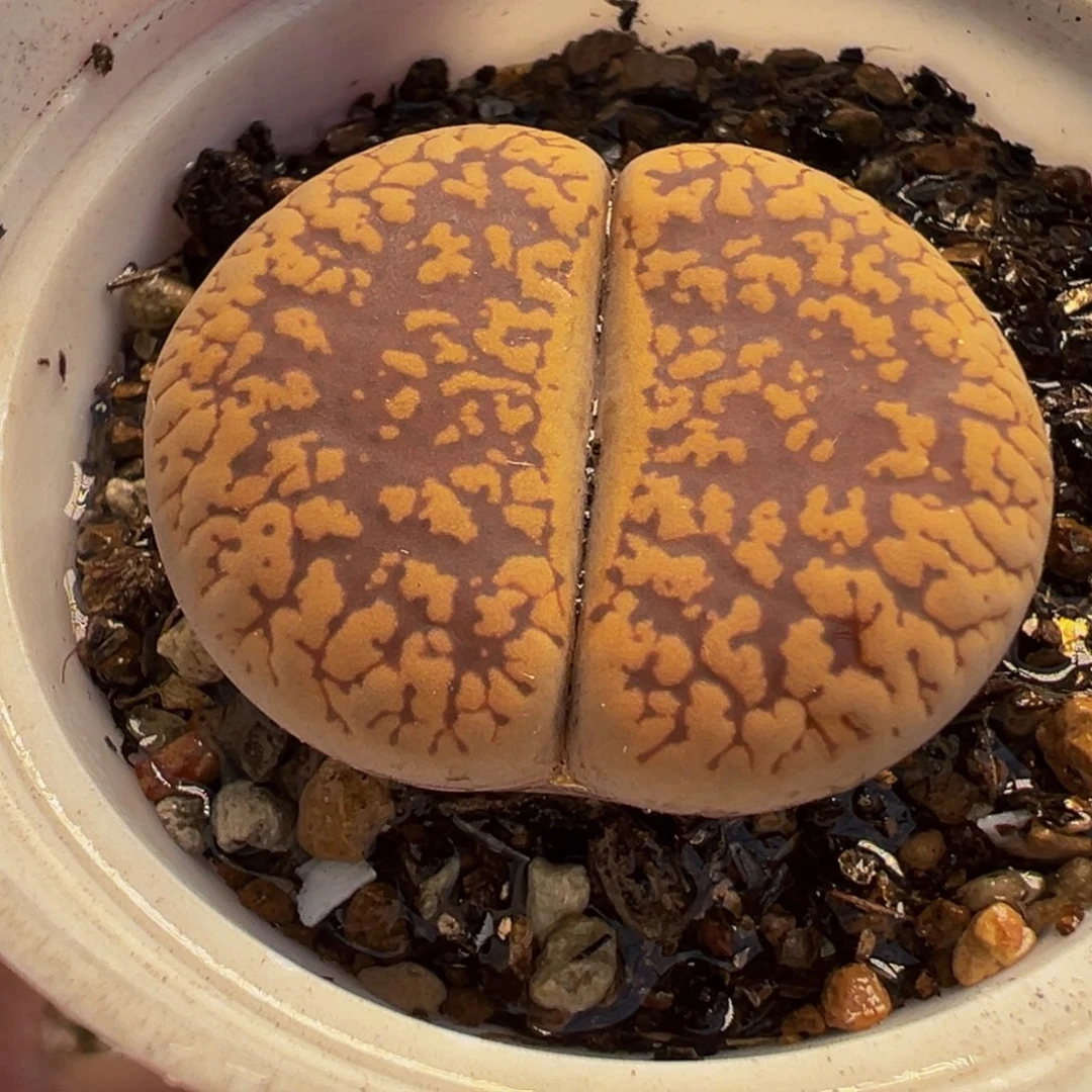 085多肉植物种类多样