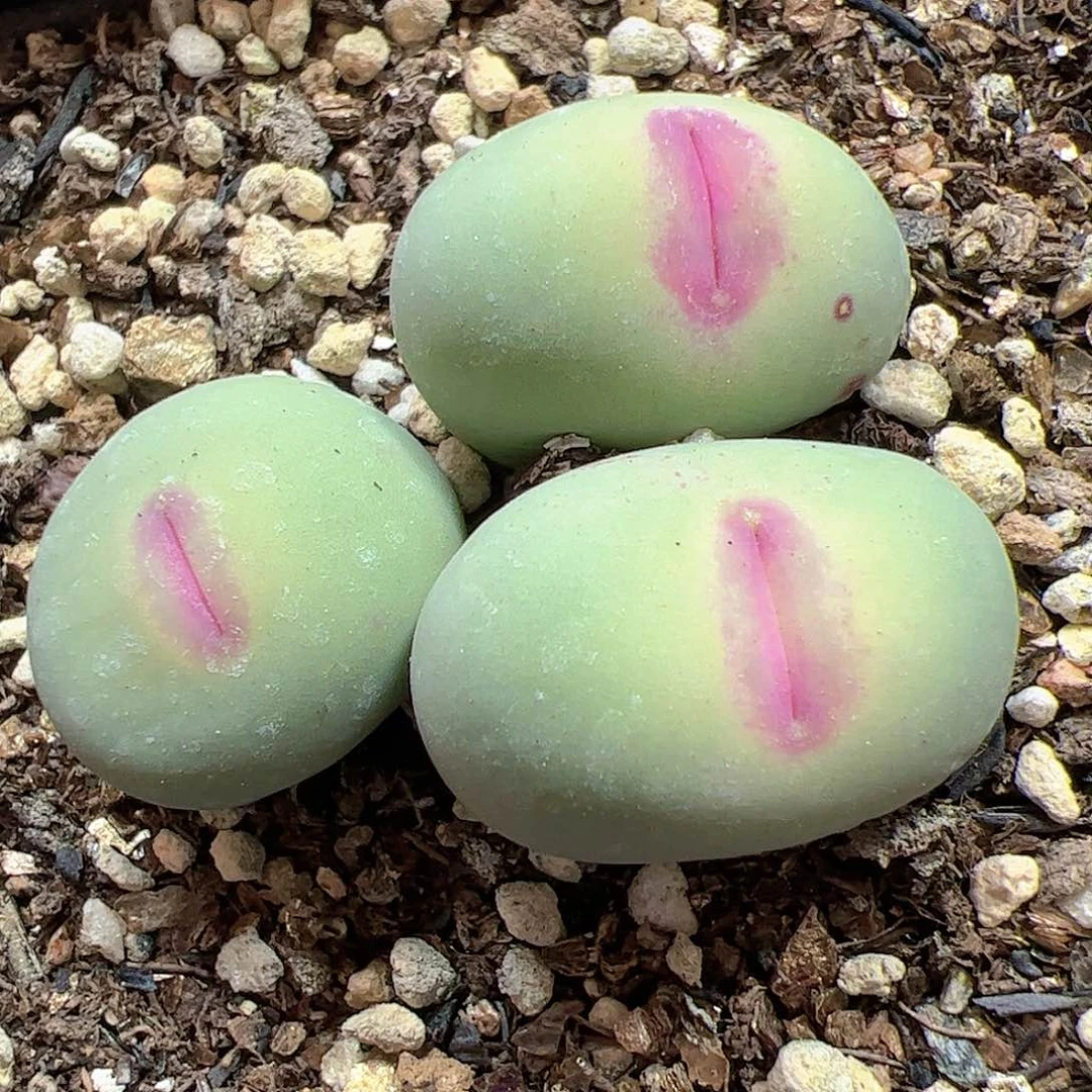 【闪购商品】461 大型红嘴