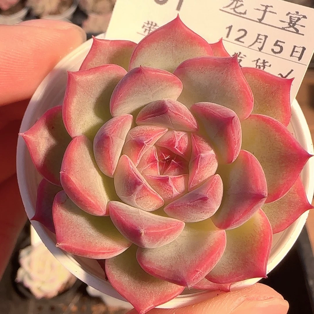 多肉1205-131福利福利