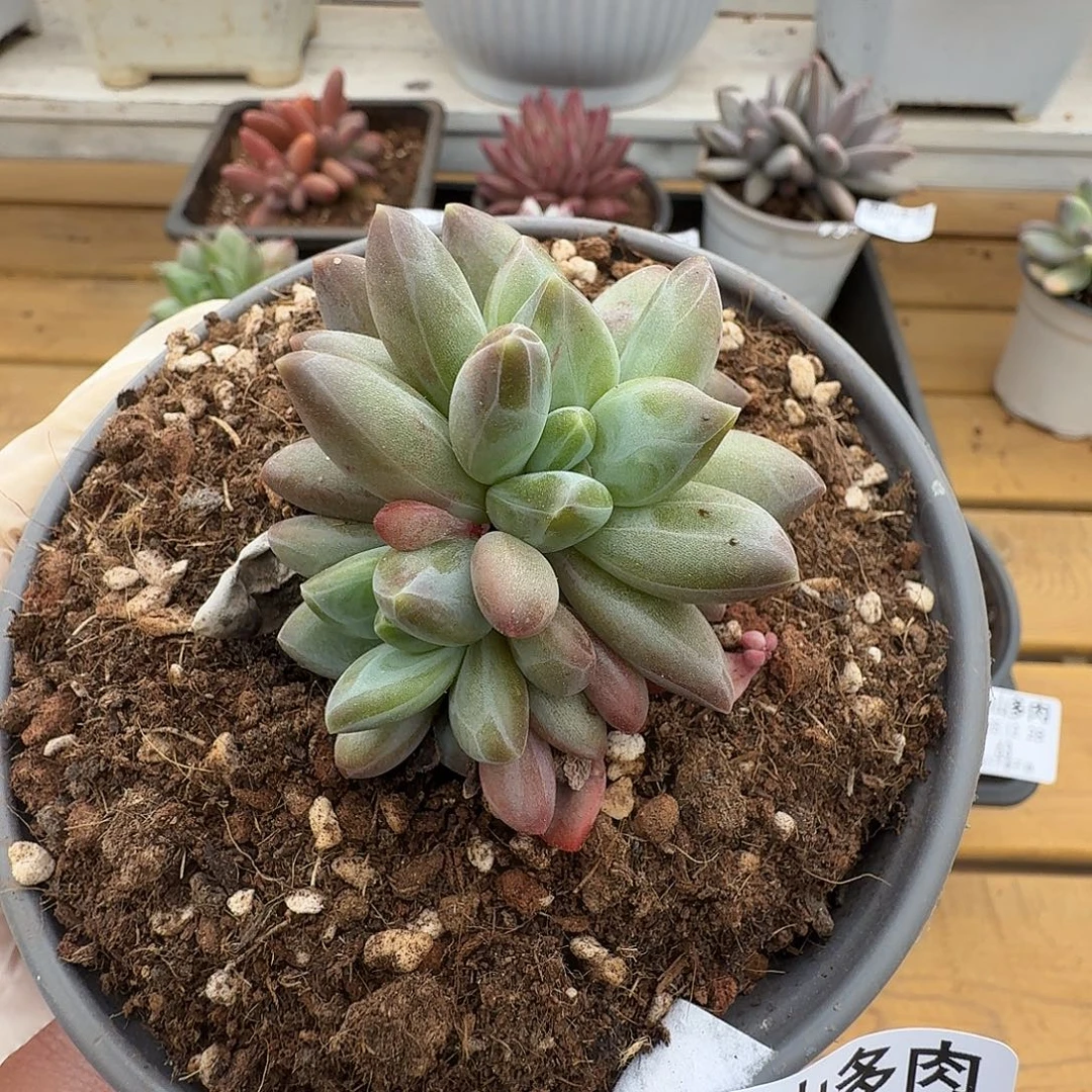 雪戴利11111228-64