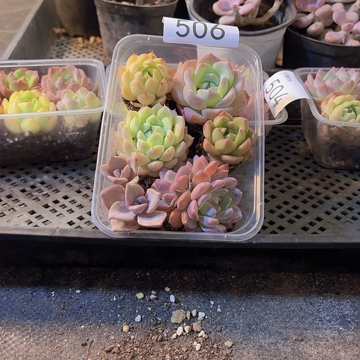 506.、拼盘，多肉植物