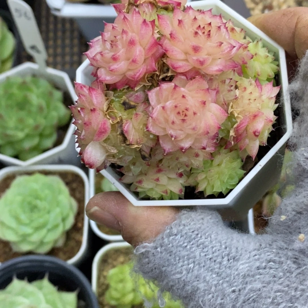 精品多肉一物拍不包整178