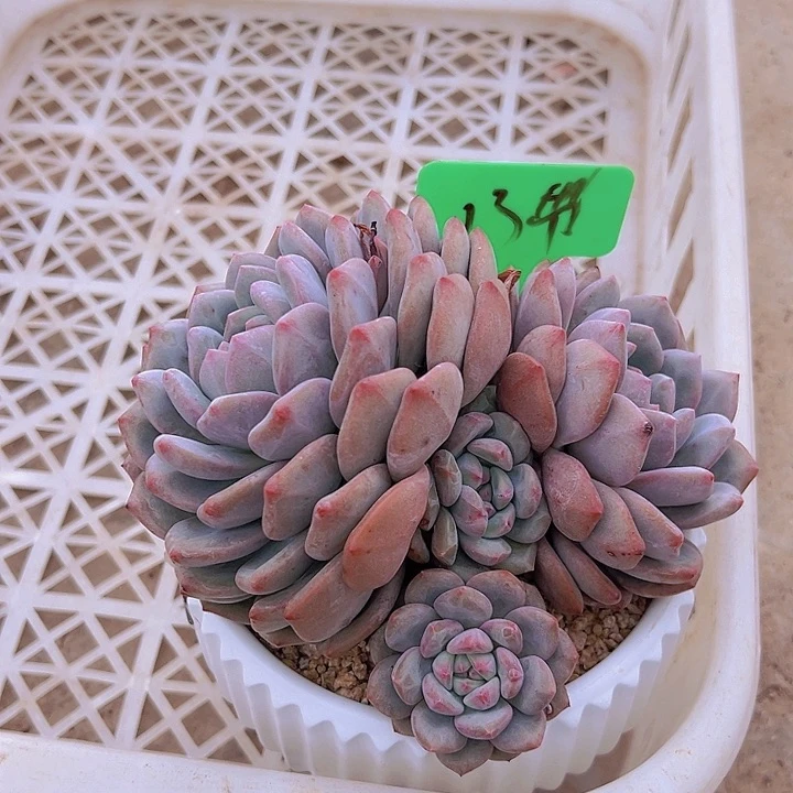 13爱丽带盆一个多肉