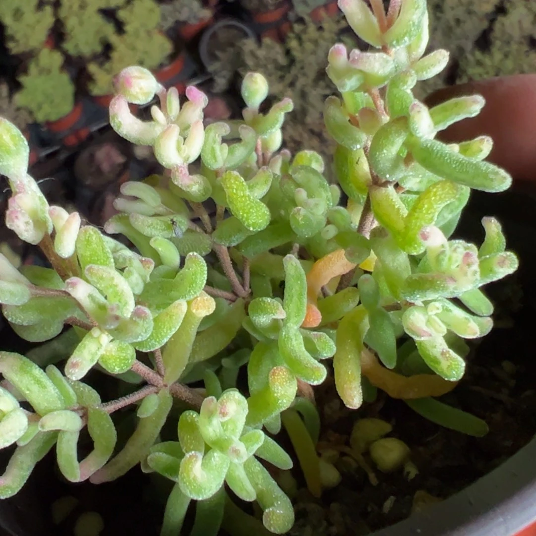 彩虹卷锦90杯老桩福利