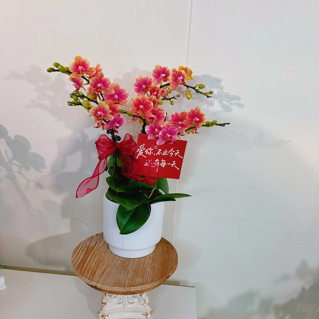 【金蝶（聚宝盆）组盆】喜庆好看桌面花型蝴蝶兰花期长四季开花