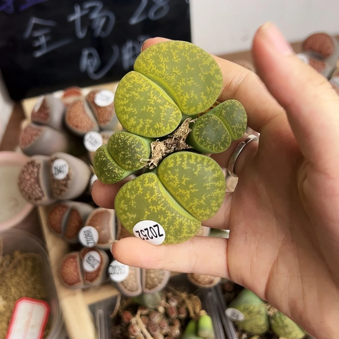 编号Z0252绿紫勋四头