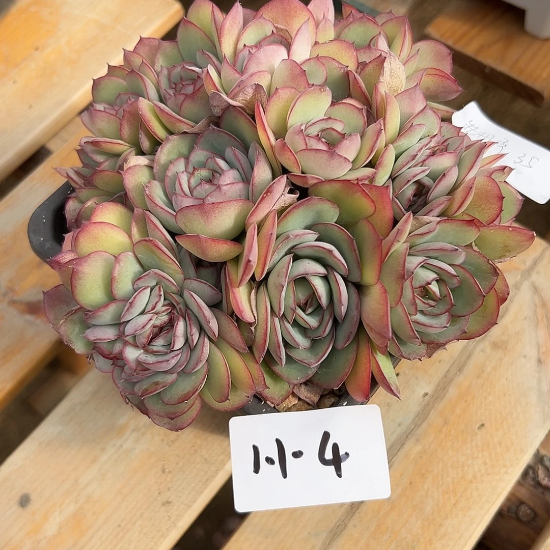 自***由1.1-4牡丹亭缀多肉