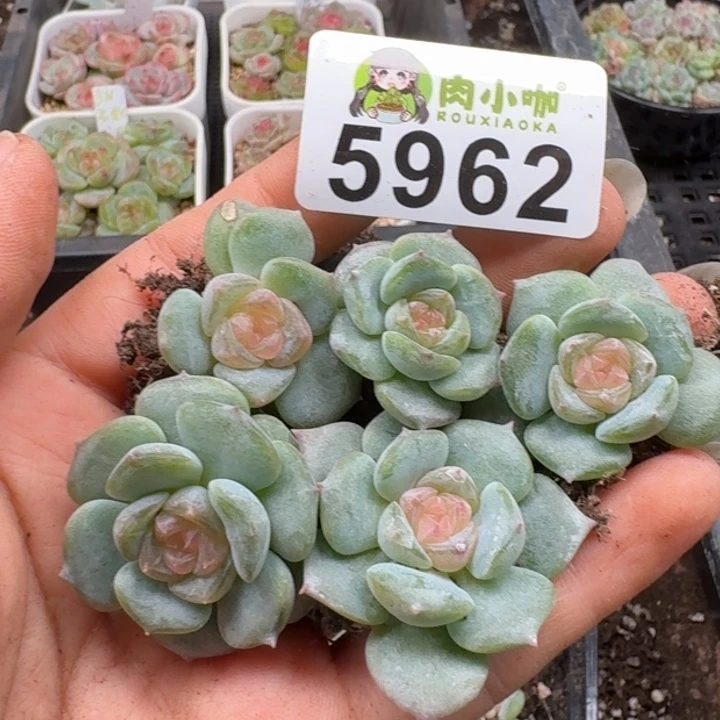 多肉植物多肉植物