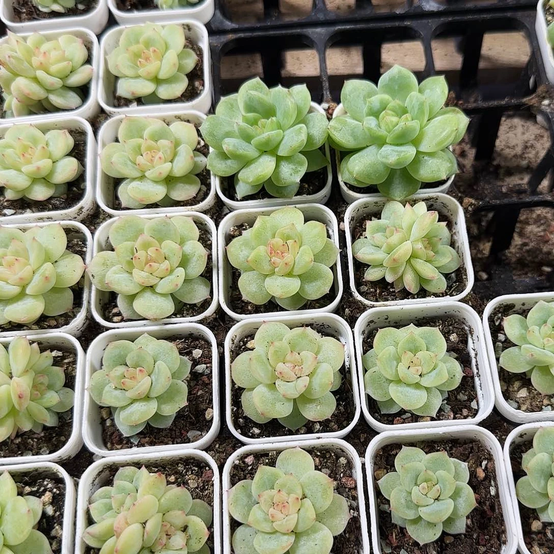 寒绯盆一个满25包邮