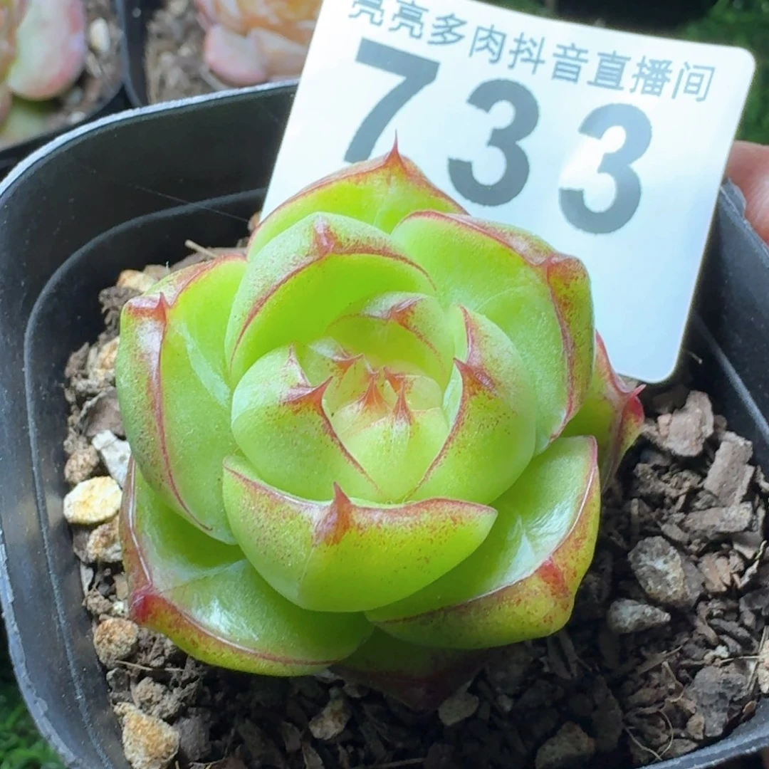 灵宝珍妮         多肉植物