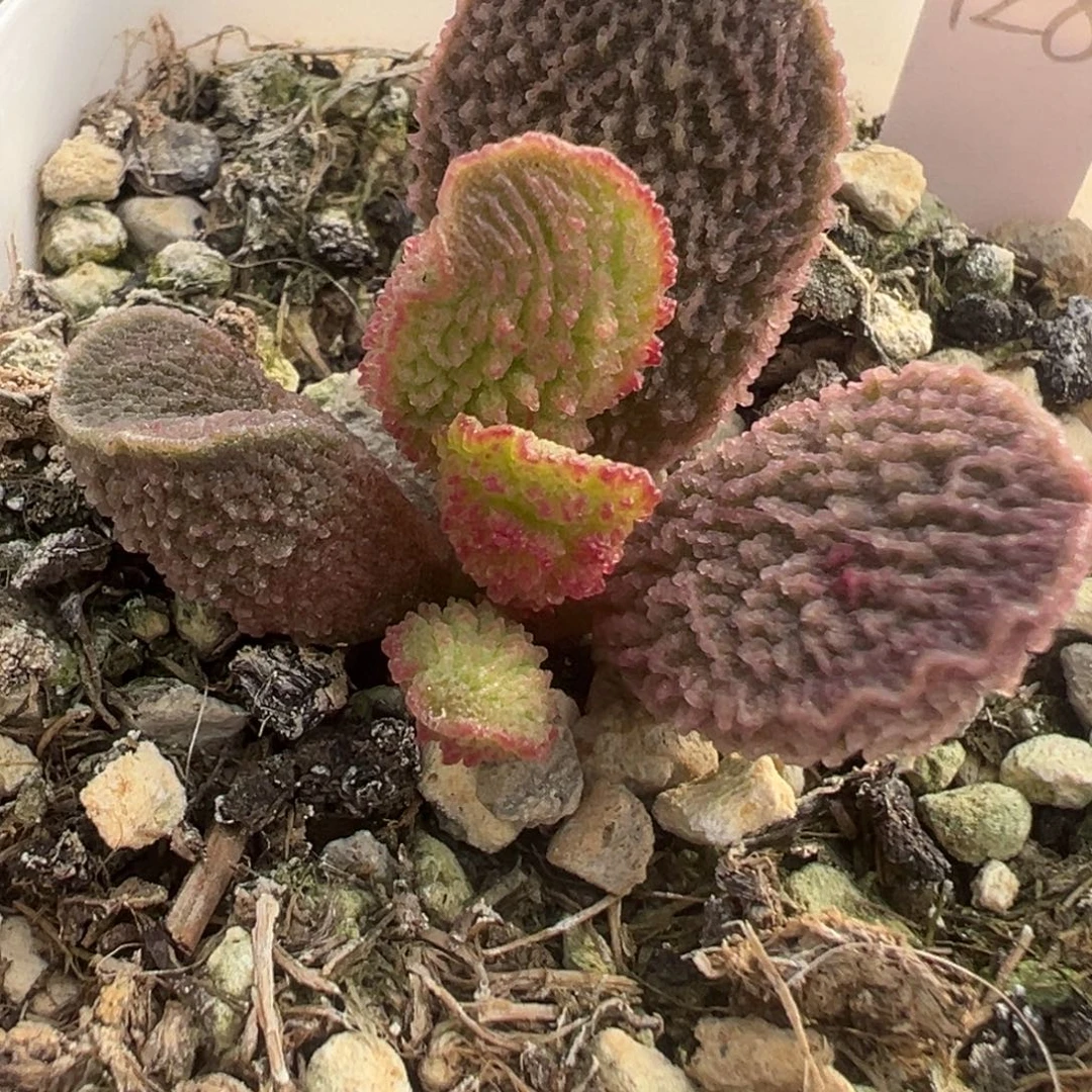 55实生倒刺粉色系大苗新品