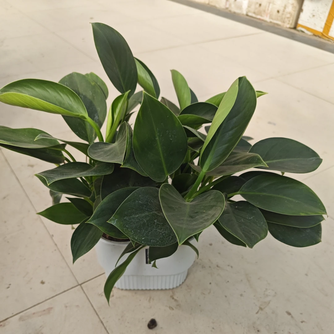 雅格盆水培绿公主桌面植物