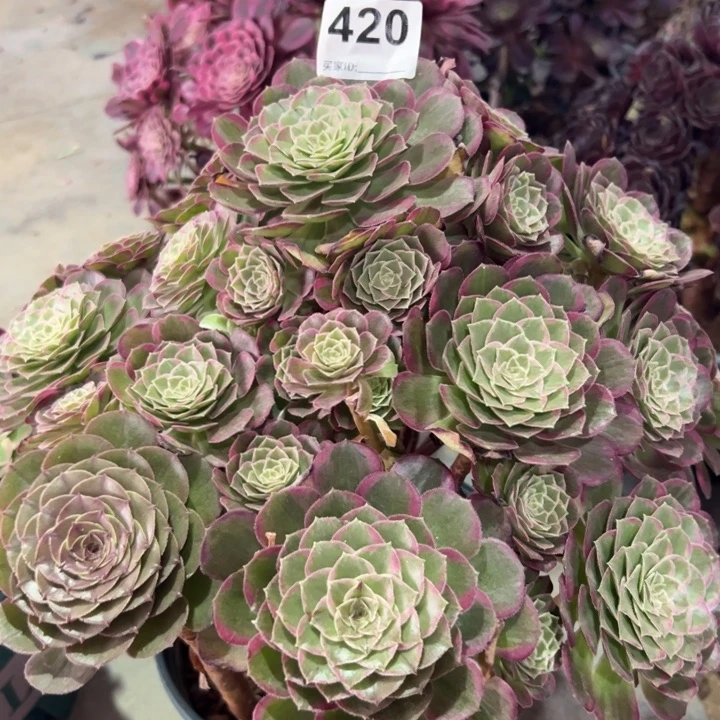 420莲花32厘米左右