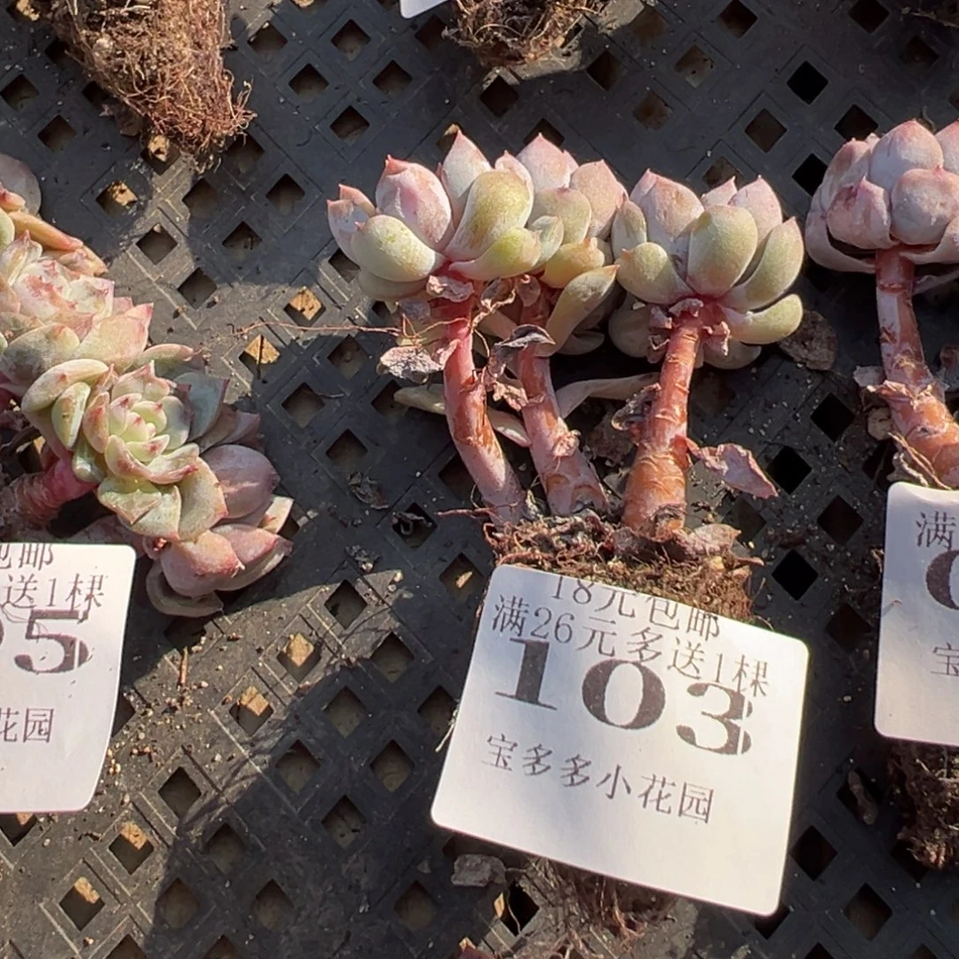 103号糖心小树 一物一拍 满18包邮