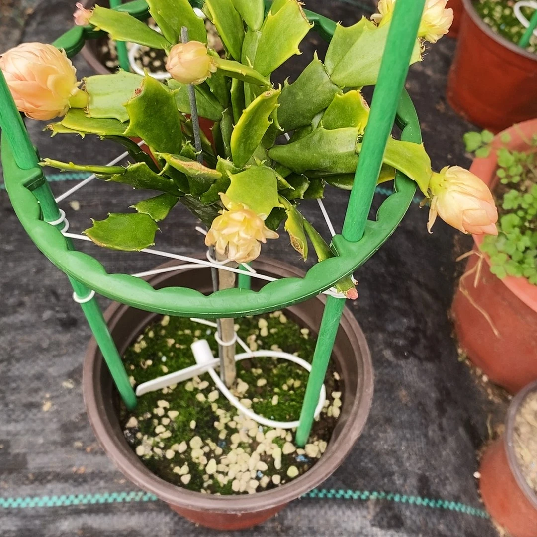 文***欣完全开放福利款单层