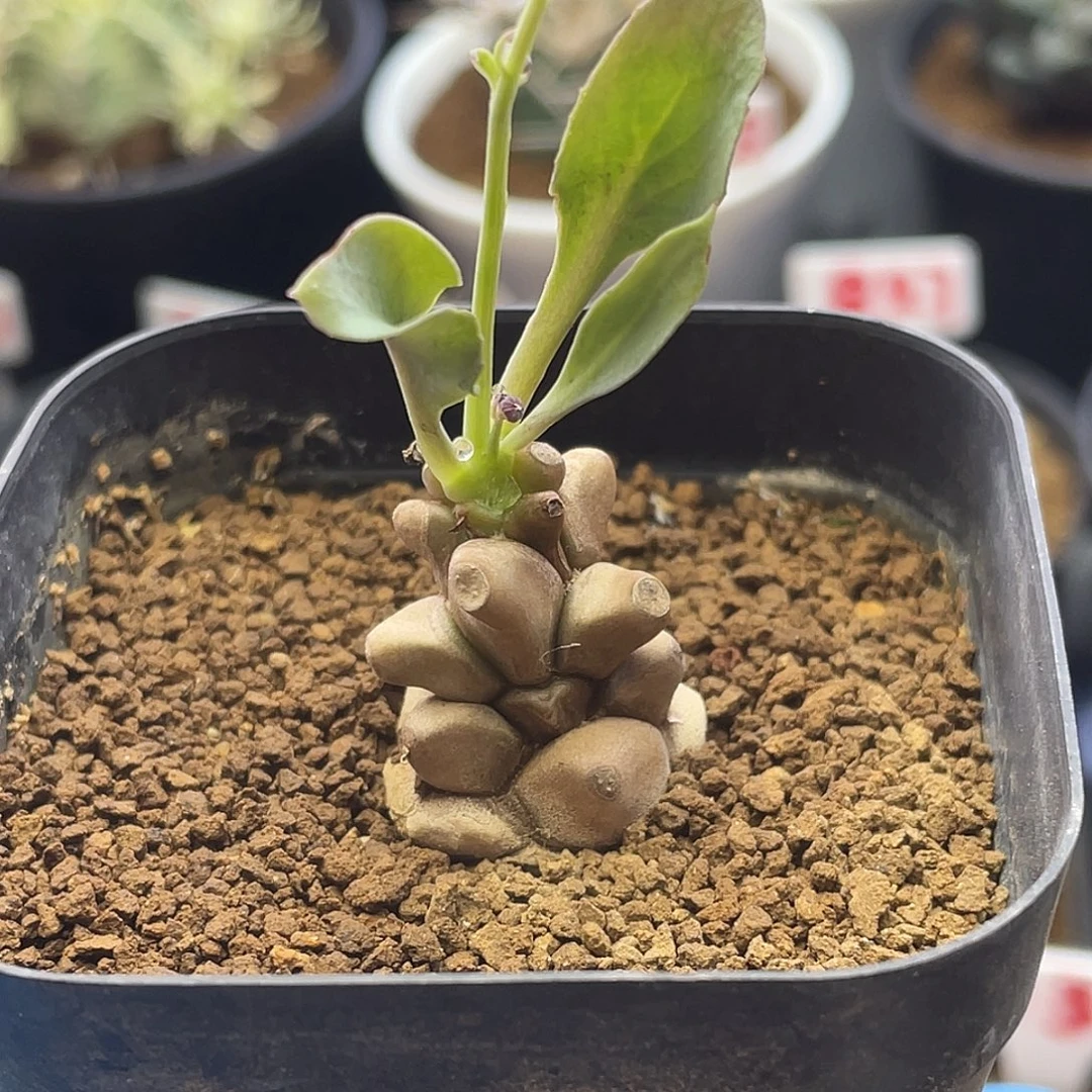 实实生大尤蛮鬼塔厚敦菊