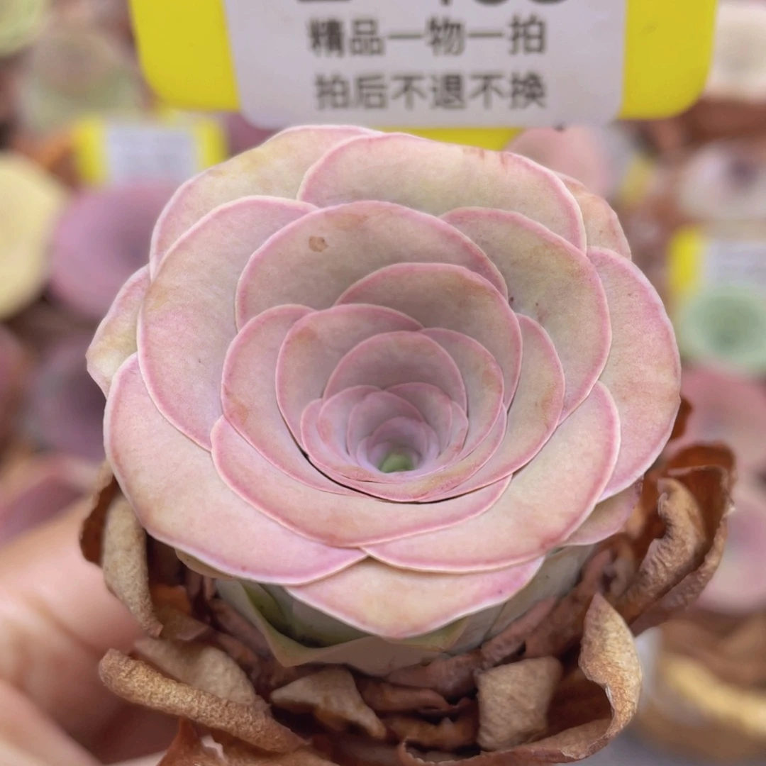 山地玫瑰Z468断枝不包损不售后