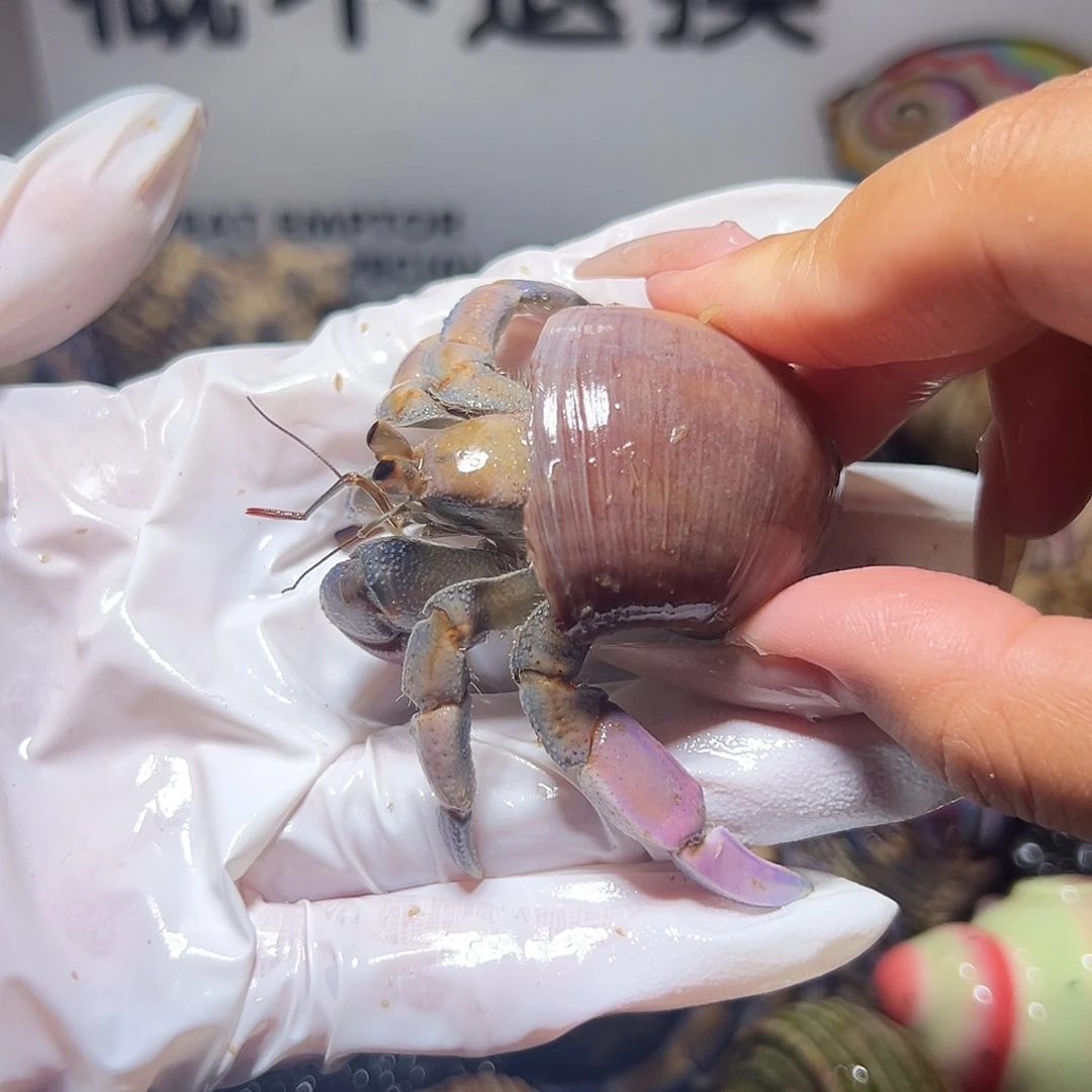 灰粉色紫陆磨尖口径2.3口