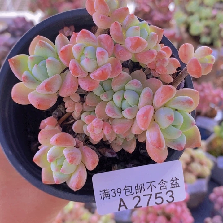 小粉梅特价6cm2753多肉植物