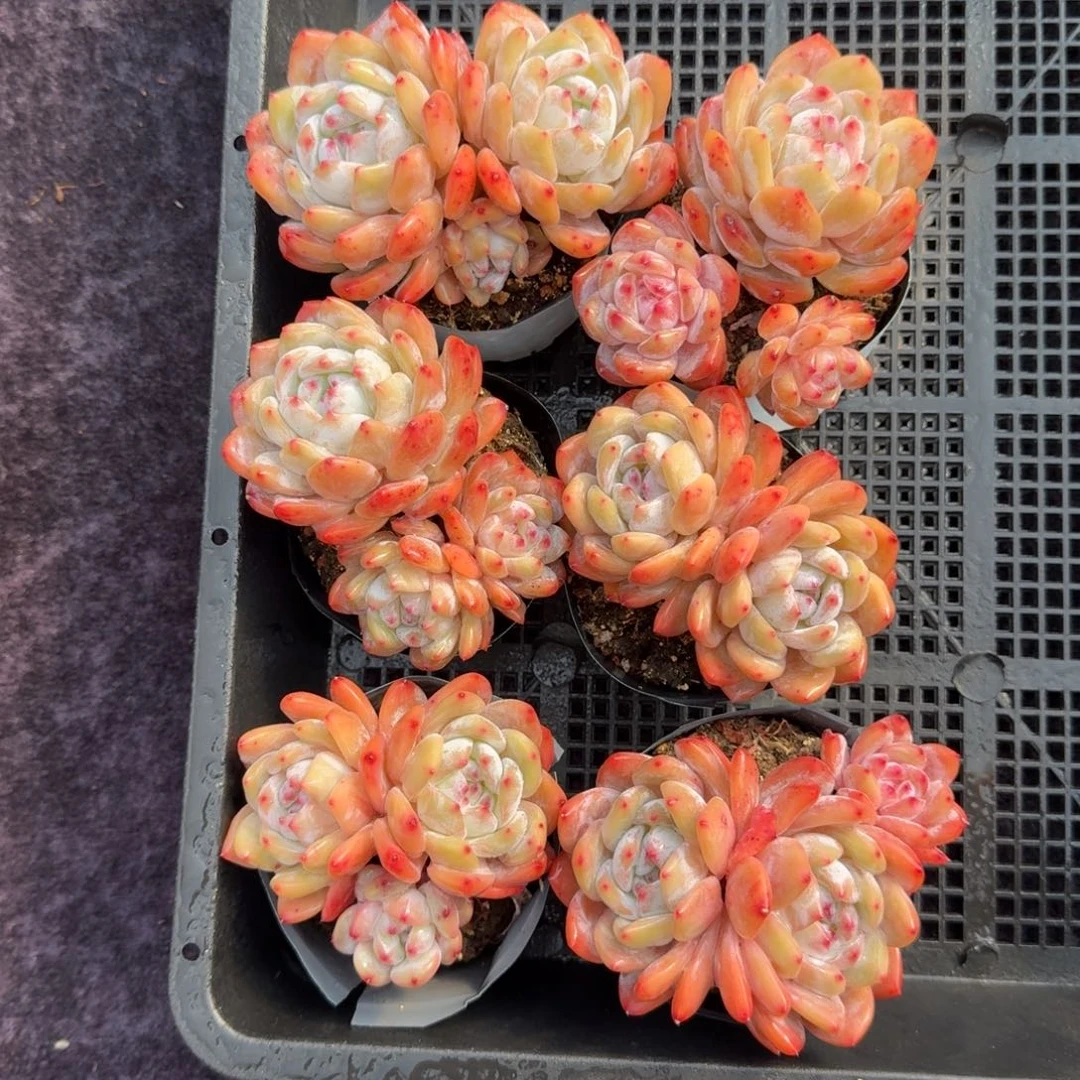 6颗一起一物一拍的