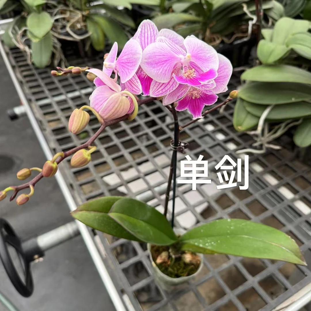 蝴蝶兰【露西】微瑕  昆明基地直发