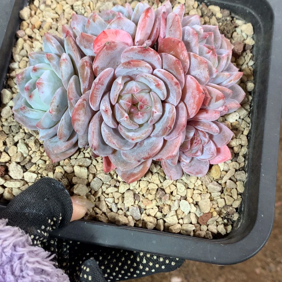 哈哈哈哈哈哈哈石榴籽