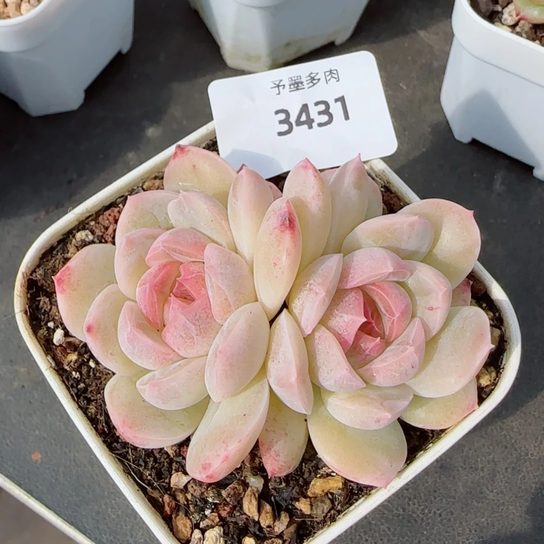 孤品珍妮，3431多肉植物