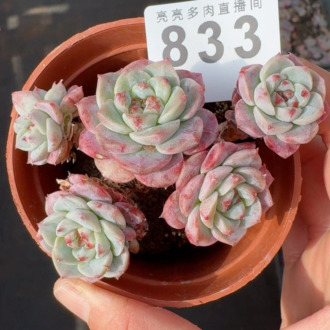 天鹅绒老桩      愿你一路坦途，乘风破浪展宏图